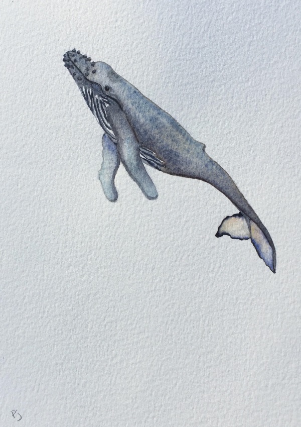 June 10 whale2